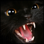 TigerKevin