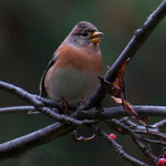 Isabella_Raven1860